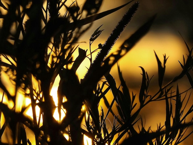 Foto close-up van silhouetplanten tegen zonsondergang