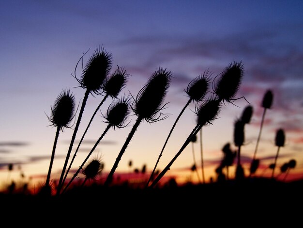 Foto close-up van silhouette stengels tegen blauwe lucht