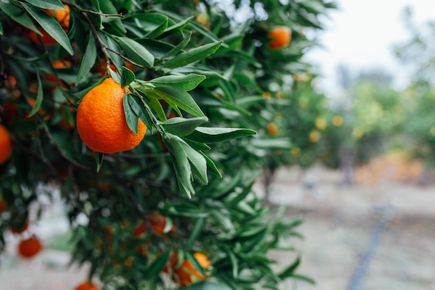 Foto close-up van sinaasappel op een boom