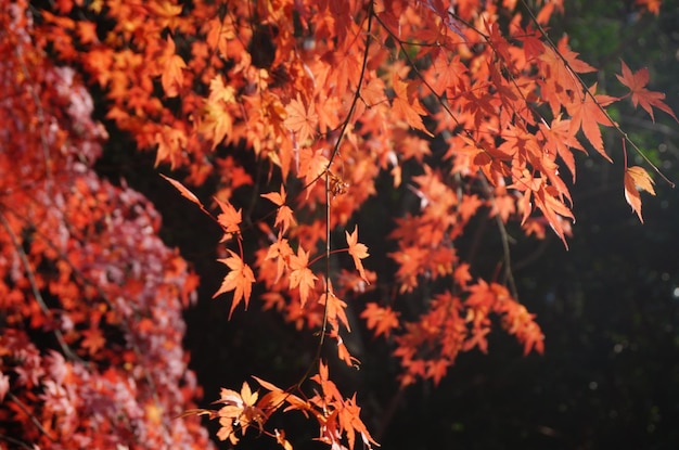Close-up van sinaasappelbladeren in de herfst