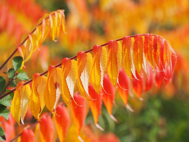 Foto close-up van sinaasappelbladeren op de plant in de herfst