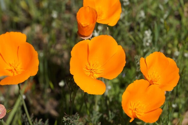 Foto close-up van sinaasappelbloeiende planten op het veld