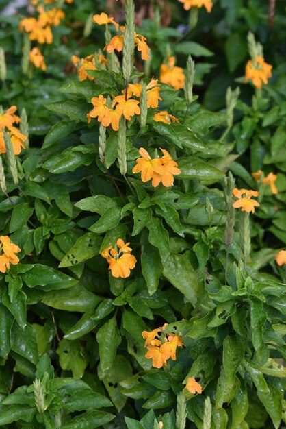 Foto close-up van sinaasappelbloeiende planten