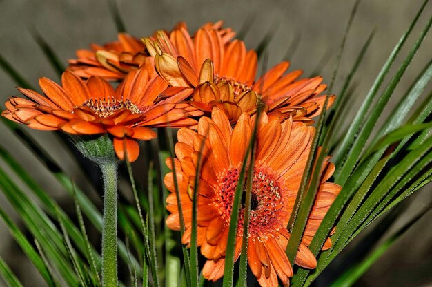 Foto close-up van sinaasappelbloemen die buiten bloeien