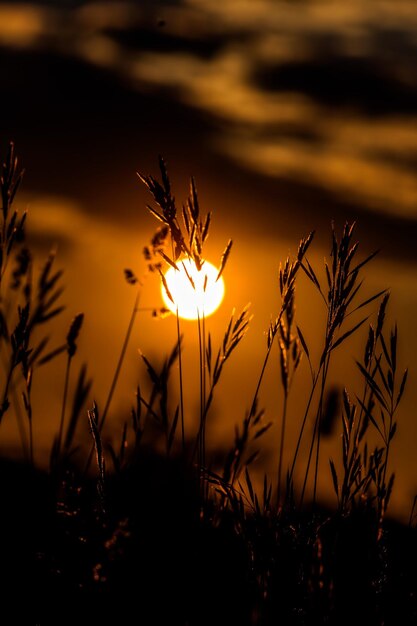 Foto close-up van sinaasappelbloemen op het veld tegen de hemel bij zonsondergang