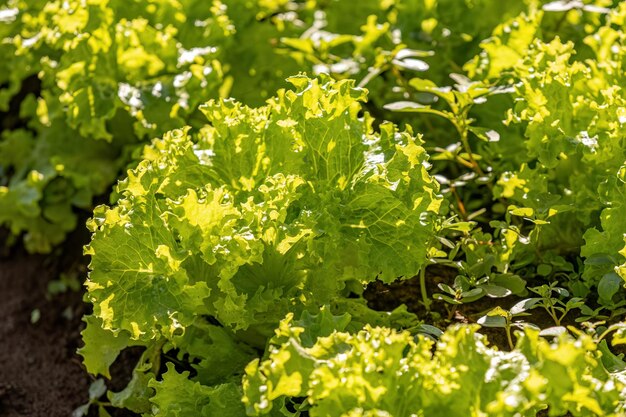 close-up van sla-groente van de soort Lactuca sativa