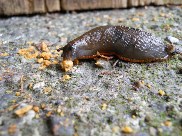 Foto close-up van slak op de grond