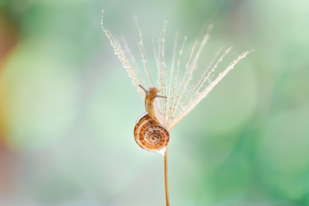 Close-up van slak op gele bloem