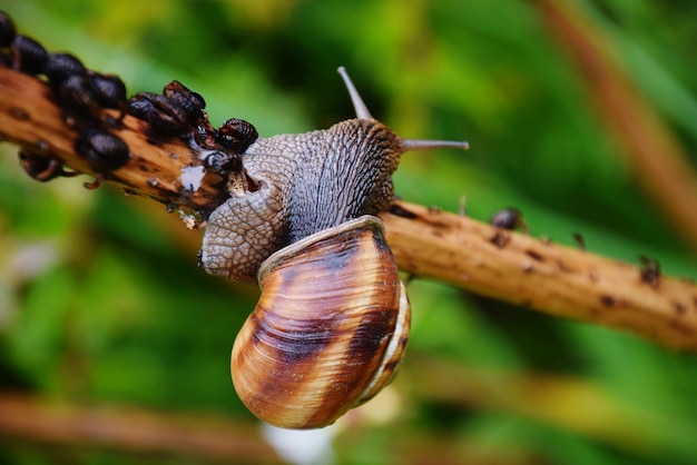 Close-up van slakken op een twijg