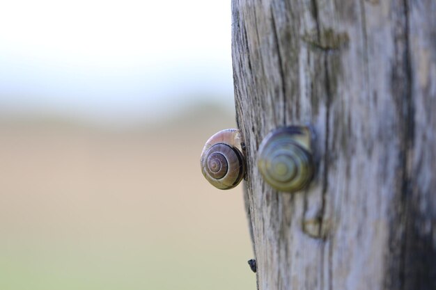 Foto close-up van slakken op hout