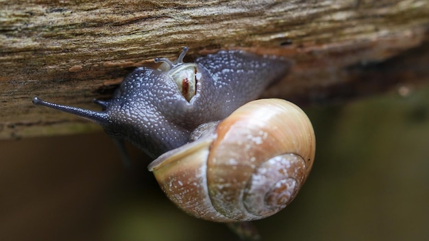 Close-up van slakken op hout