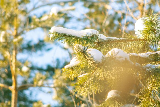 Foto close-up van sneeuw op boom