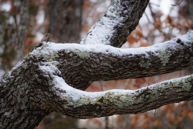 Foto close-up van sneeuw op boomstam