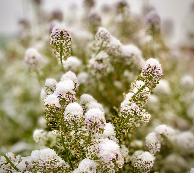 Foto close-up van sneeuw op de fabriek tijdens de winter