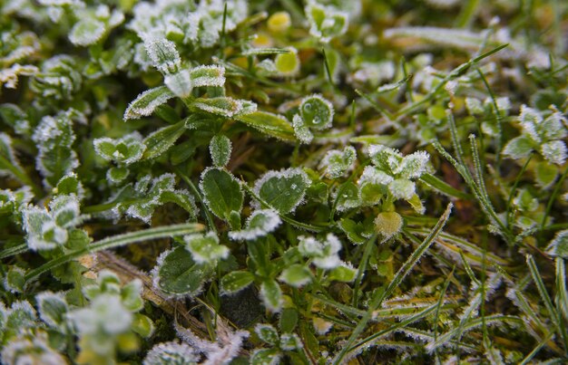 Foto close-up van sneeuw op de fabriek