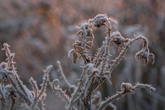 Foto close-up van sneeuw op de fabriek