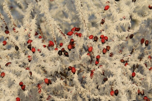 Foto close-up van sneeuw op de grond