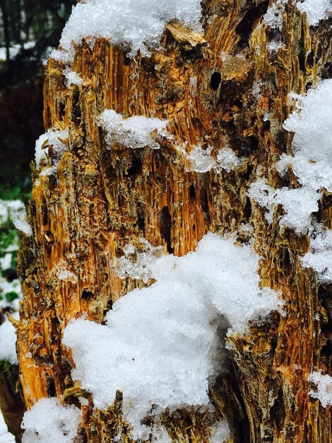 Foto close-up van sneeuw op hout