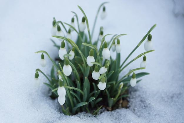 Close-up van sneeuwdruppel bloem op sneeuwveld