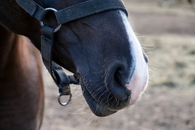 Close-up van snuit van kastanjepaard met witte neus