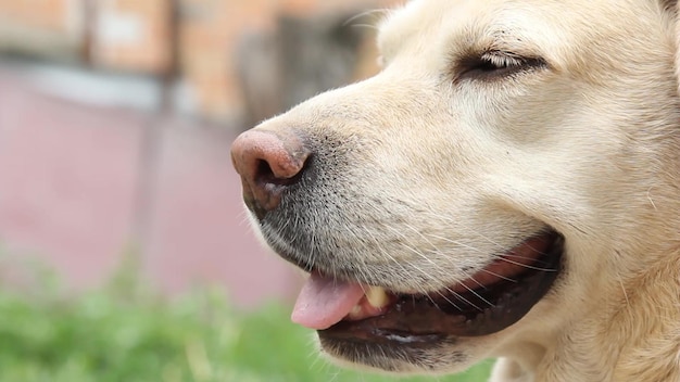 Close-up van snuit van labrador hond die opkijkt schattige zandkleurige hond wacht op bevel van eigenaar of staat op het punt voedsel te eten Hond is de beste vriend van de mens