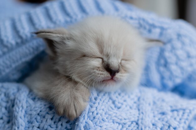 Close-up van snuit van slapende Britse korthaar kitten van zilveren kleur begraven in blauwe gebreide deken