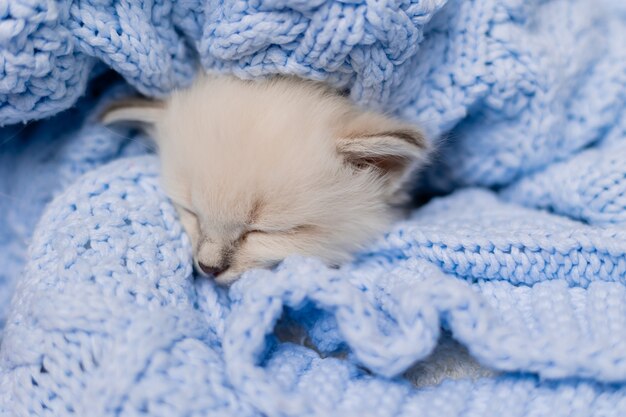 Close-up van snuit van slapende Britse korthaar kitten van zilveren kleur begraven in blauwe gebreide deken