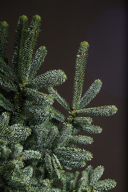 Close-up van sparren of Abies Nobilis-takken op een donker achtergrond, Kerstmis of Nieuwjaarconcept