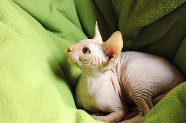 Close-up van sphynx kat die op bed zit
