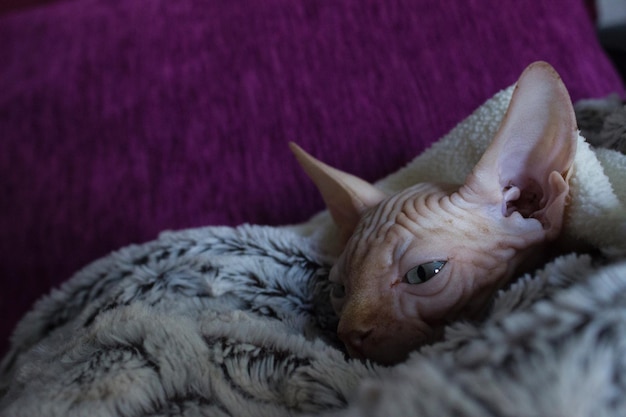 Close-up van sphynx kat