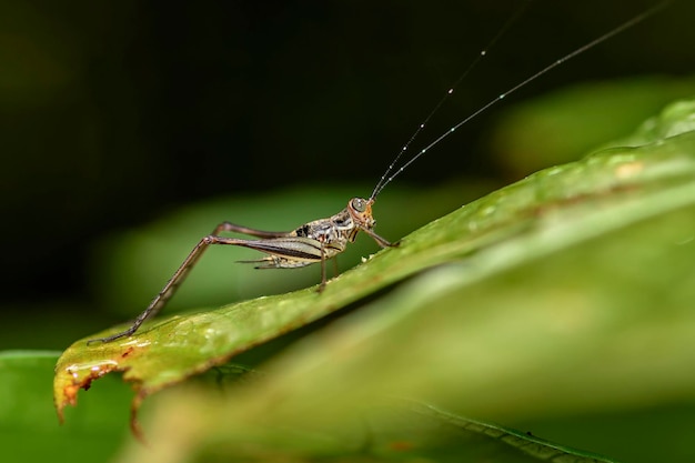 Close-up van spin op web