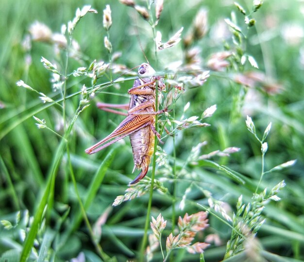 Close-up van sprinkhaan op plant