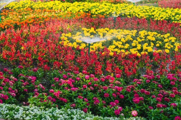 Close-up van sprinkler irrigatiesysteem bloemen water geven