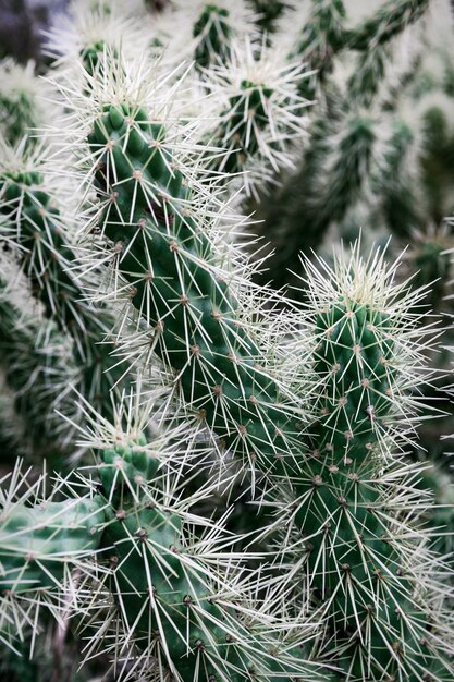 Close-up van stekelige cactus in woestijn, de VS