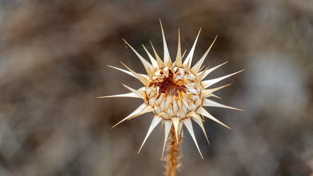 Foto close-up van stekelige gedroogde bloemen in cyprus 2020