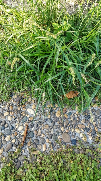 Foto close-up van stenen op het veld