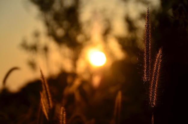 Foto close-up van stengels in het veld tegen de hemel bij zonsondergang