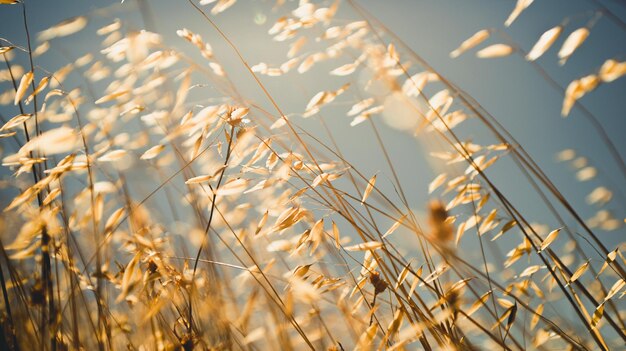 Foto close-up van stengels in het veld tegen de lucht