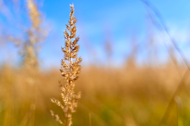 Foto close-up van stengels in het veld tegen de lucht