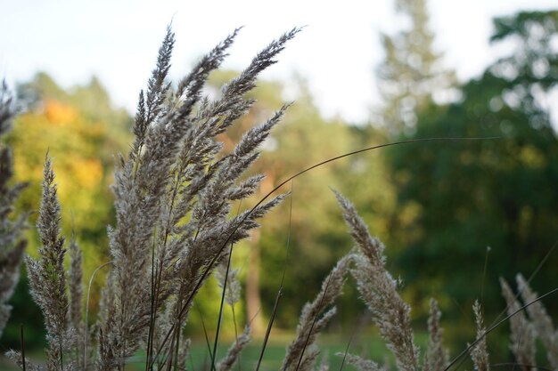 Close-up van stengels in het veld tegen de lucht