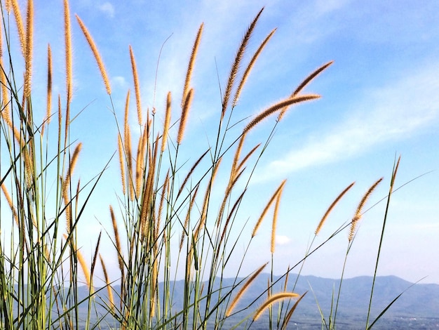 Foto close-up van stengels in het veld tegen de lucht