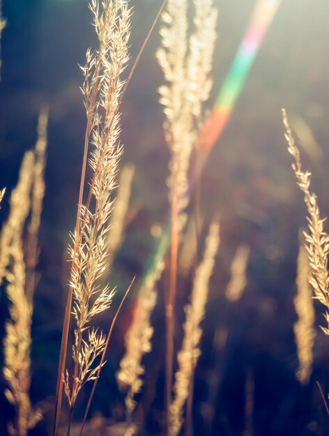 Close-up van stengels in het veld