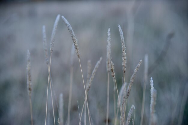 Foto close-up van stengels in het veld