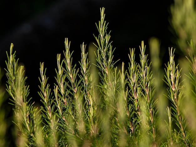 Foto close-up van stengels in het veld