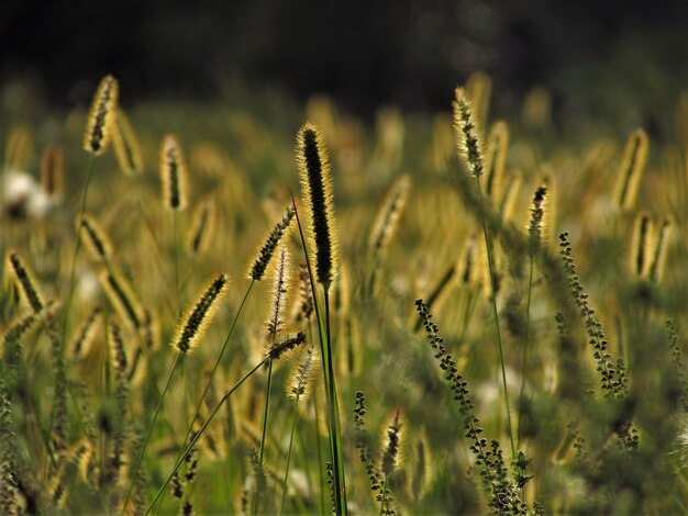 Foto close-up van stengels in het veld