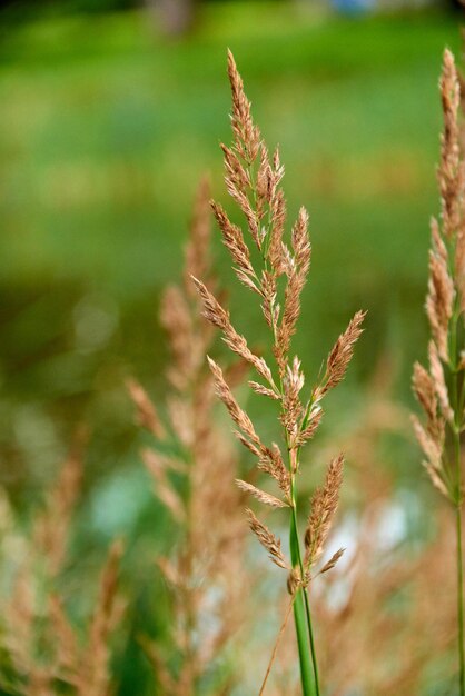 Foto close-up van stengels in het veld