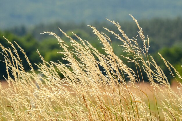 Foto close-up van stengels in het veld