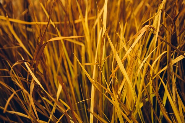 Foto close-up van stengels in het veld