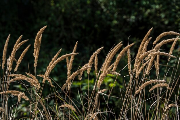 Foto close-up van stengels in het veld