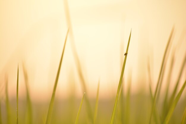 Foto close-up van stengels in het veld